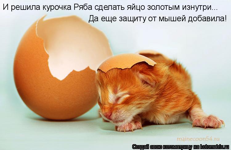Котоматрица: И решила курочка Ряба сделать яйцо золотым изнутри... Да еще защиту от мышей добавила!