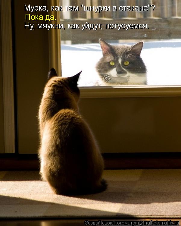 Котоматрица: Мурка, как там "шнурки в стакане"? Пока да. Ну, мяукни, как уйдут, потусуемся.