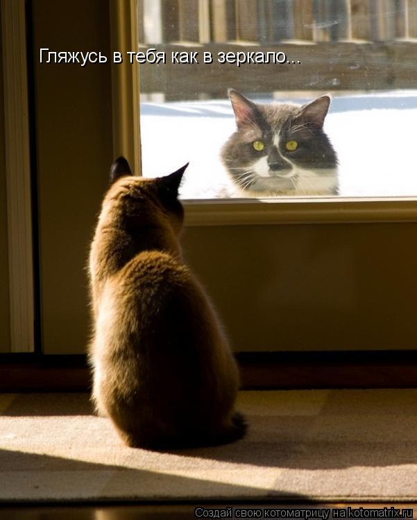 Котоматрица: Гляжусь в тебя как в зеркало...