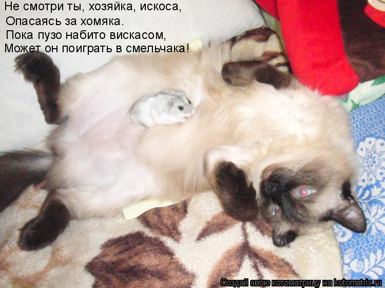 Котоматрица: Не смотри ты, хозяйка, искоса, Опасаясь за хомяка. Пока пузо набито вискасом, Может он поиграть в смельчака!