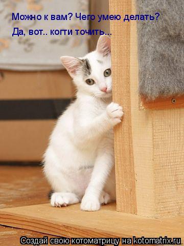 Котоматрица: Можно к вам? Чего умею делать? Да, вот.. когти точить...