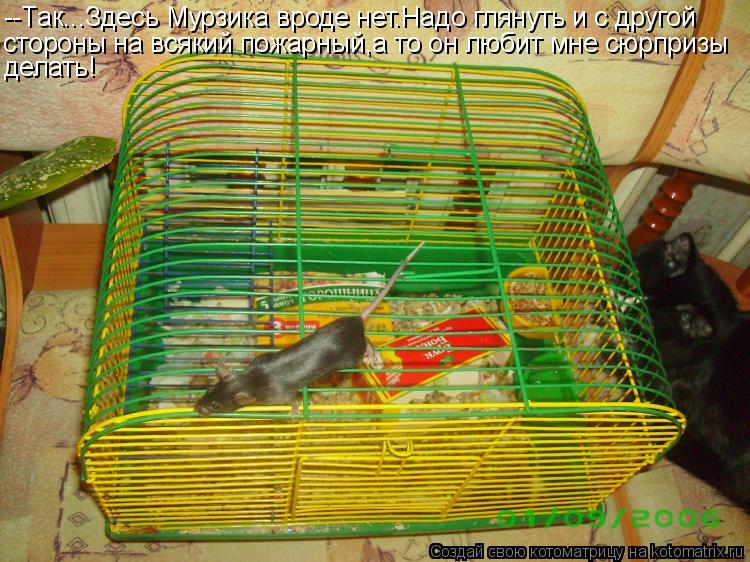 Котоматрица: --Так...Здесь Мурзика вроде нет.Надо глянуть и с другой  стороны на всякий пожарный,а то он любит мне сюрпризы делать!