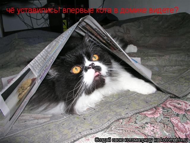 Котоматрица: чё уставились! впервые кота в домике видете?