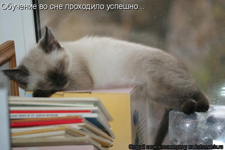 Котоматрица: Обучение во сне проходило успешно...