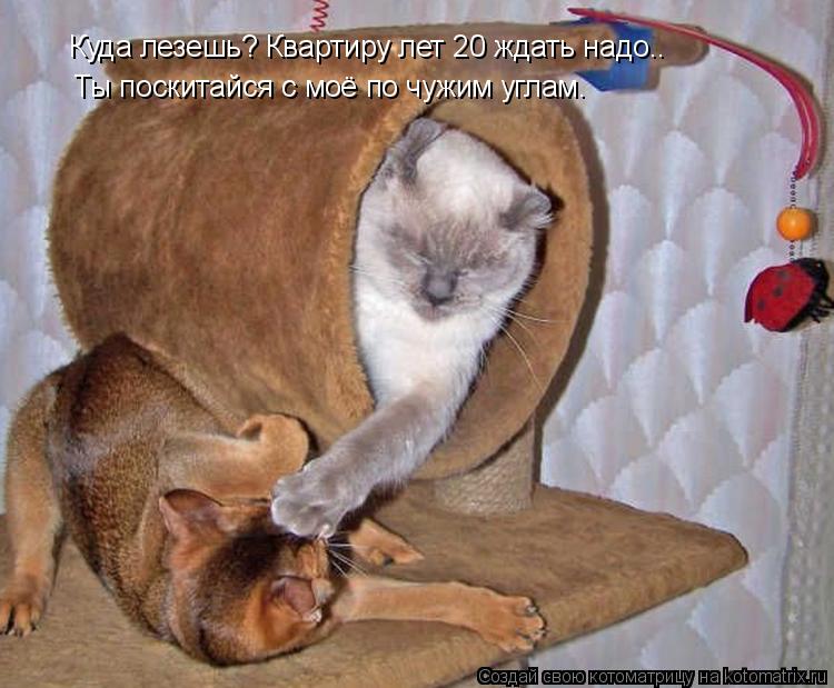 Котоматрица: Куда лезешь? Квартиру лет 20 ждать надо.. Ты поскитайся с моё по чужим углам.