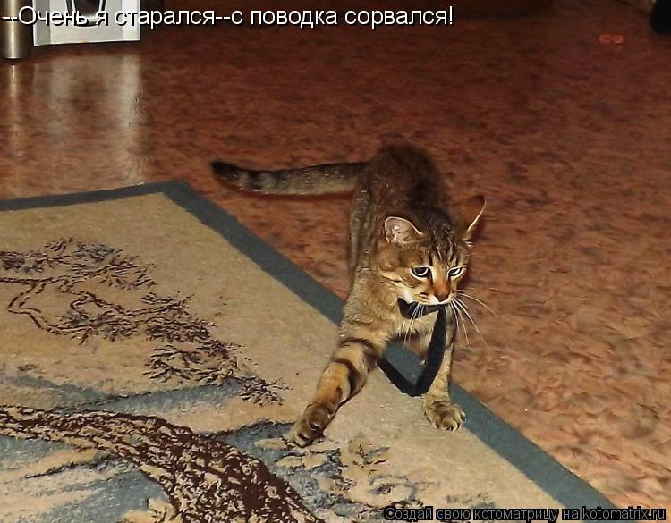 Котоматрица: --Очень я старался--с поводка сорвался!