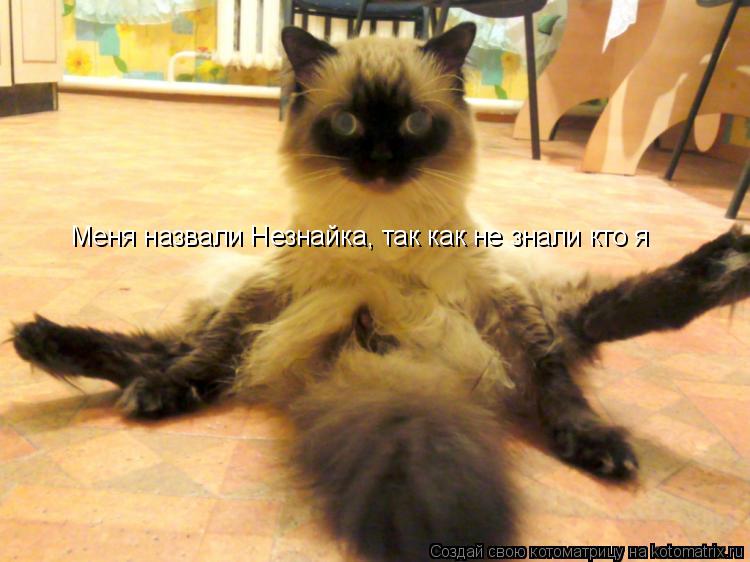 Котоматрица: Меня назвали Незнайка, так как не знали кто я