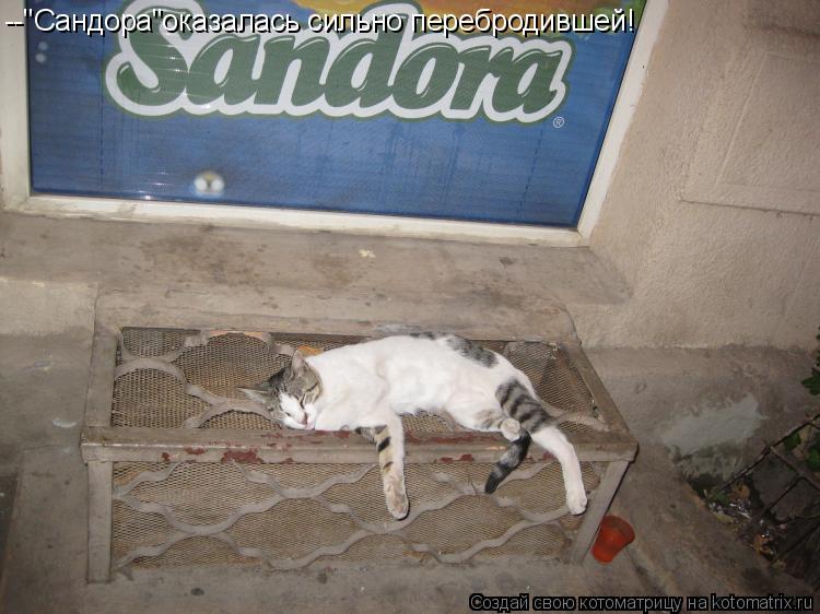 Котоматрица: --"Сандора"оказалась сильно перебродившей!