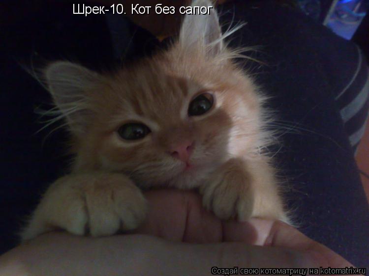 Котоматрица: Шрек-10. Кот без сапог