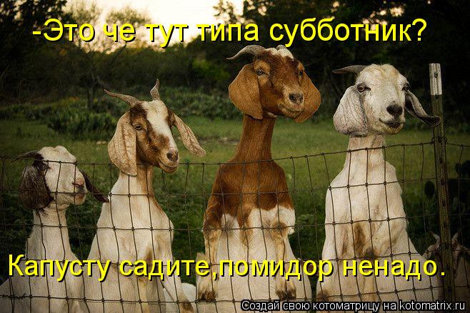 Котоматрица: -Это че тут типа субботник? Капусту садите,помидор ненадо.