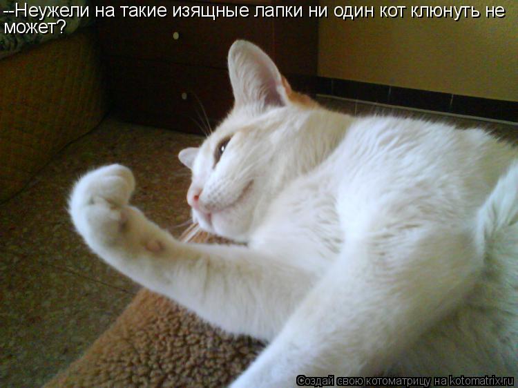 Котоматрица: --Неужели на такие изящные лапки ни один кот клюнуть не может?