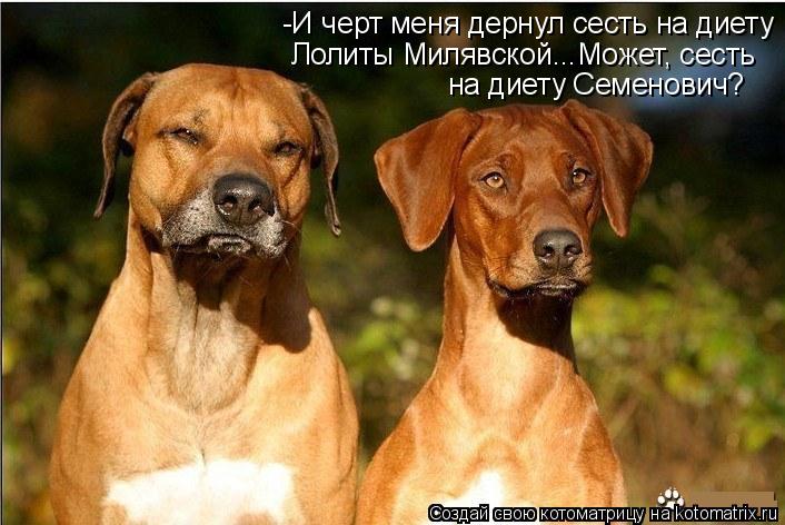 Котоматрица: -И черт меня дернул сесть на диету  Милявской... Лолиты Милявской...Может, сесть на диету Семенович?