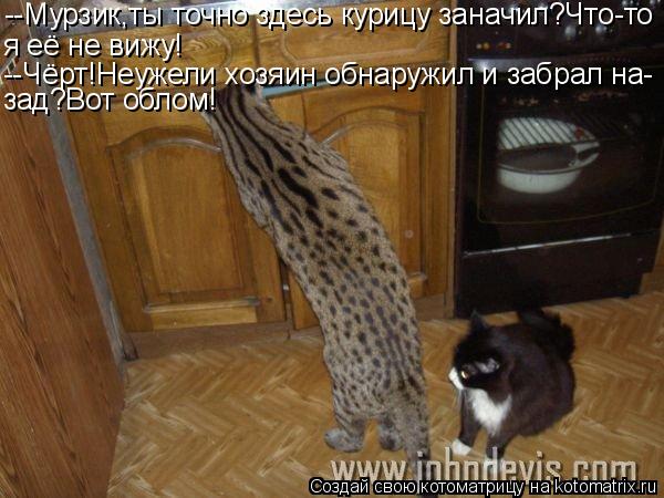 Котоматрица: --Мурзик,ты точно здесь курицу заначил?Что-то я её не вижу! --Чёрт!Неужели хозяин обнаружил и забрал на- зад?Вот облом!