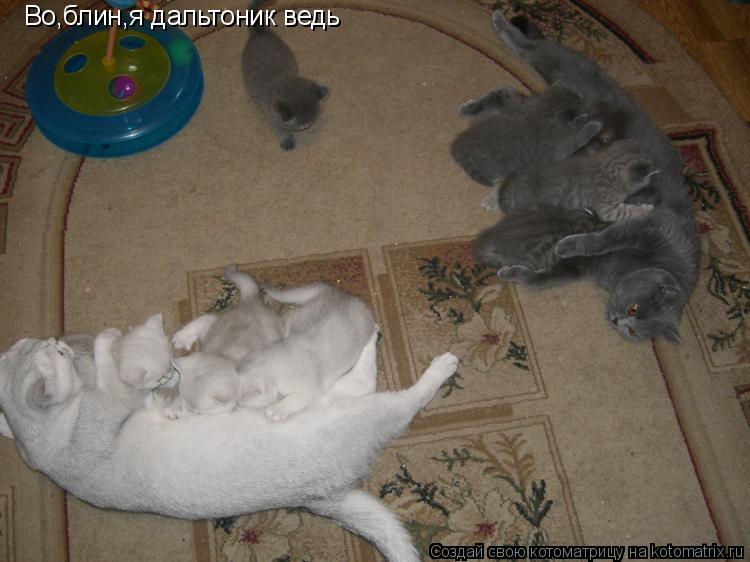 Котоматрица: Во,блин,я дальтоник ведь Во,блин,я дальтоник ведь