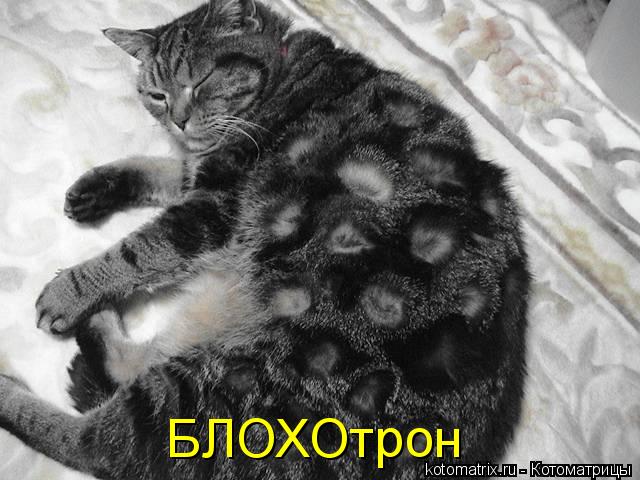 БЛОХОтрон... Котоматрица: БЛОХОтрон