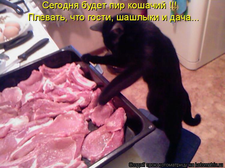 Котоматрица: Сегодня будет пир кошачий !!! Плевать, что гости, шашлыки и дача...