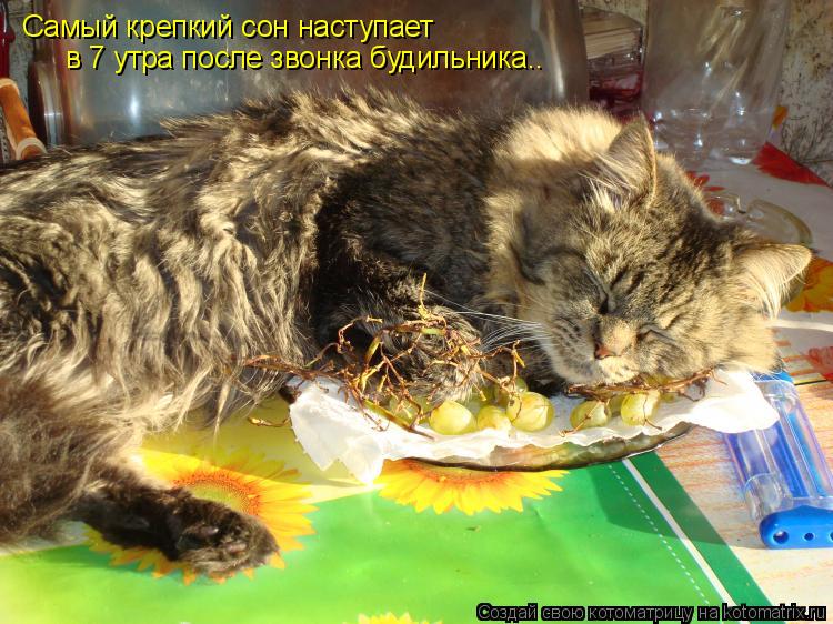 Котоматрица: Самый крепкий сон наступает  в 7 утра после звонка будильника..
