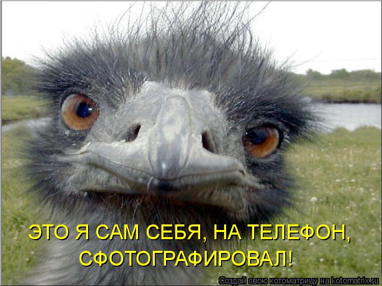 Котоматрица: ЭТО Я САМ СЕБЯ, НА ТЕЛЕФОН,  СФОТОГРАФИРОВАЛ!