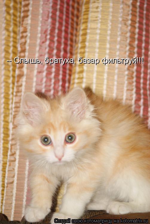 Котоматрица: -- Слышь, братуха, базар фильтруй!!!