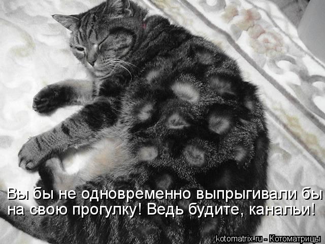 Котоматрица: Вы бы не одновременно выпрыгивали бы на свою прогулку! Ведь будите, канальи!