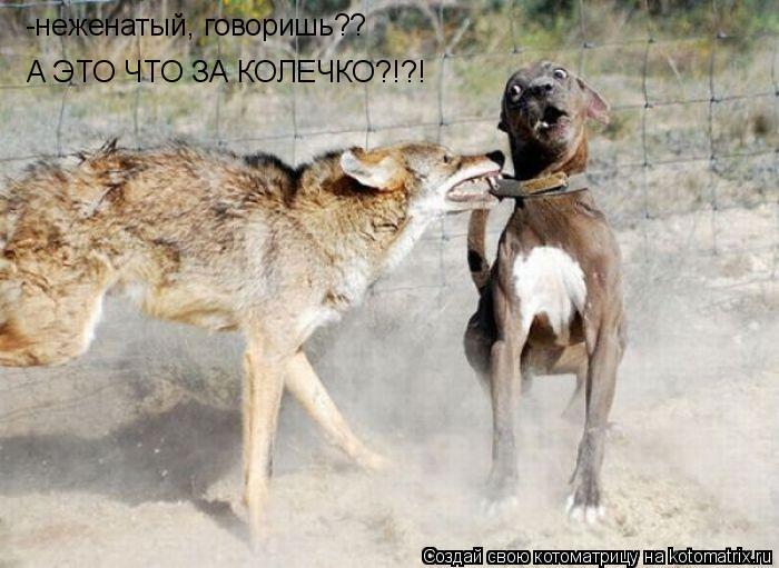 -неженатый, говоришь?? А ЭТО ЧТО ЗА КОЛЕЧКО?!?!... Котоматрица: -неженатый, говоришь?? А ЭТО ЧТО ЗА КОЛЕЧКО?!?!