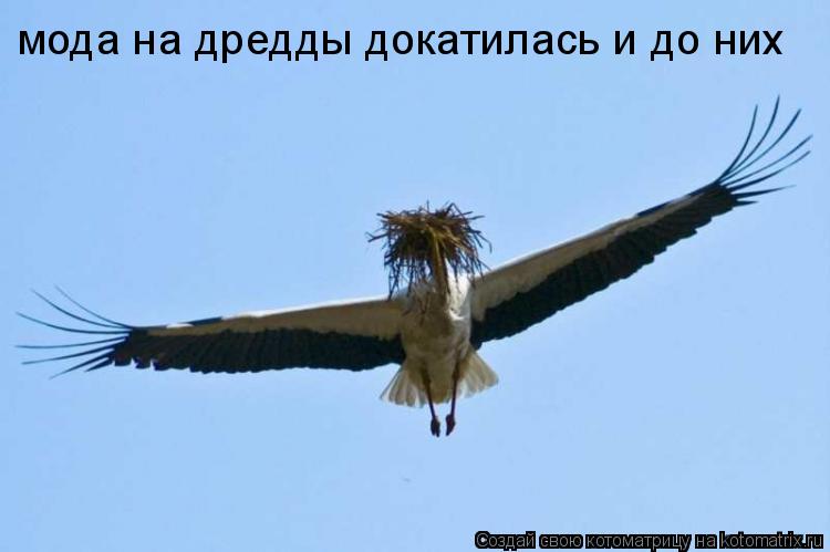 мода на дредды докатилась и до них... Котоматрица: мода на дредды докатилась и до них