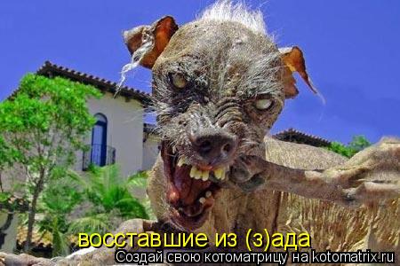 восставшие из (з)ада... Котоматрица: восставшие из (з)ада