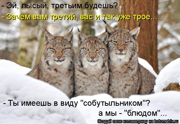 - Эй, лысый, третьим будешь? - Зачем вам третий, вас и так уже трое... - Ты имеешь в виду "собутыльн... Котоматрица: - Эй, лысый, третьим будешь? - Зачем вам третий, вас и так уже трое... - Ты имеешь в виду "собутыльником"? а мы - "блюдом"...