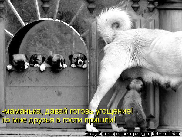 -маманька, давай готовь угощение! ко мне друзья в гости пришли!... Котоматрица: -маманька, давай готовь угощение! ко мне друзья в гости пришли!