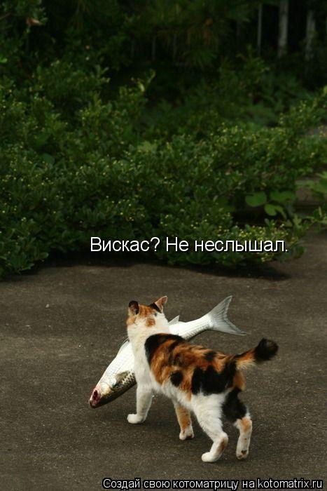 Вискас? Не неслышал.... Котоматрица: Вискас? Не неслышал.