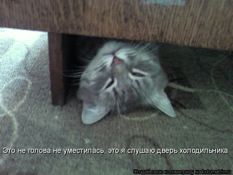 Это не голова не уместилась, это я слушаю дверь холодильника Это не голова не уместилась, это я слуша... Котоматрица: Это не голова не уместилась, это я слушаю дверь холодильника Это не голова не уместилась, это я слушаю дверь холодильника