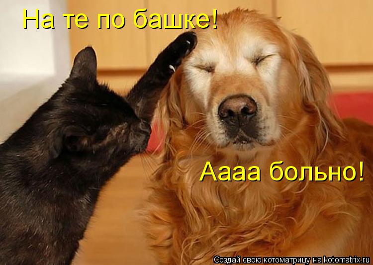 Котоматрица: На те по башке! Аааа больно!