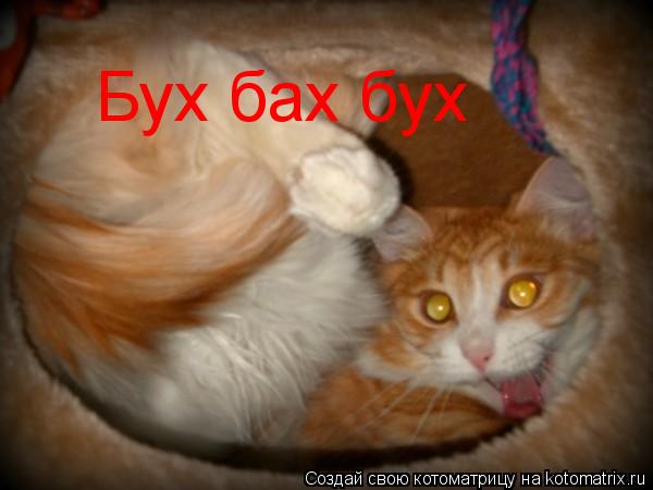 Котоматрица: Бух бах бух