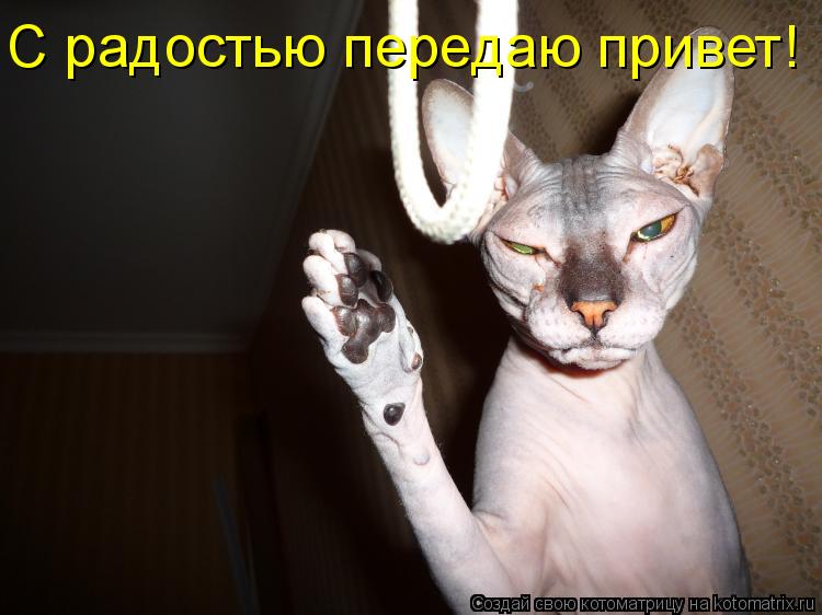 Котоматрица: С радостью передаю привет!