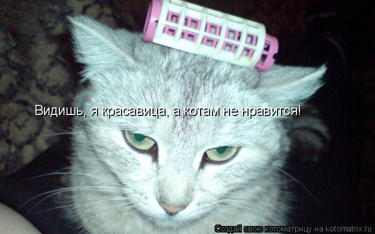 Котоматрица: Видишь, я красавица, а котам не нравится!