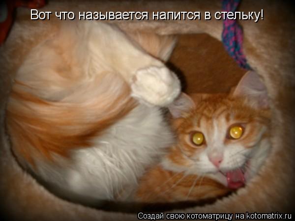 Котоматрица: Вот что называется напится в стельку!