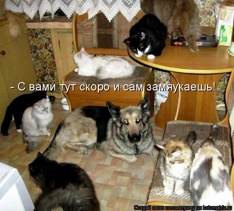 - С вами тут скоро и сам замяукаешь!... Котоматрица: - С вами тут скоро и сам замяукаешь!