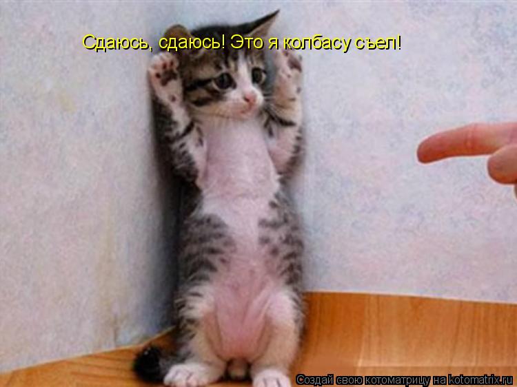 Котоматрица: Сдаюсь, сдаюсь! Это я колбасу съел!