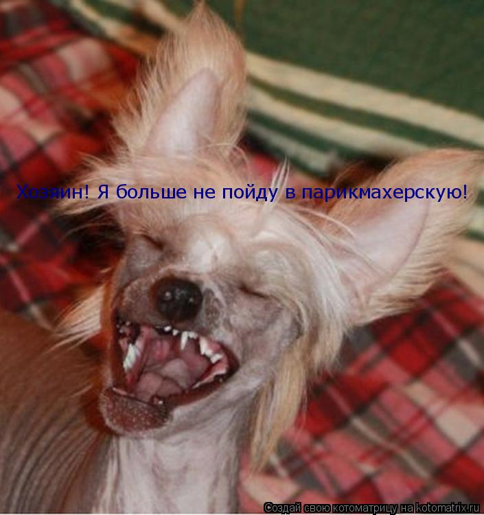 Котоматрица: Хозяин! Я больше не пойду в парикмахерскую!