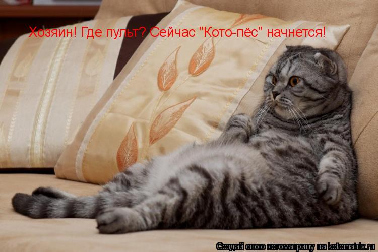 Котоматрица: Хозяин! Где пульт? Сейчас "Кото-пёс" начнется!