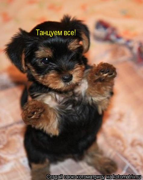 Котоматрица: Танцуем все!