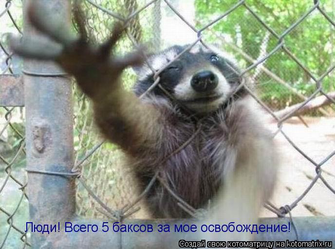 Люди! Всего 5 баксов за мое освобождение!... Котоматрица: Люди! Всего 5 баксов за мое освобождение!