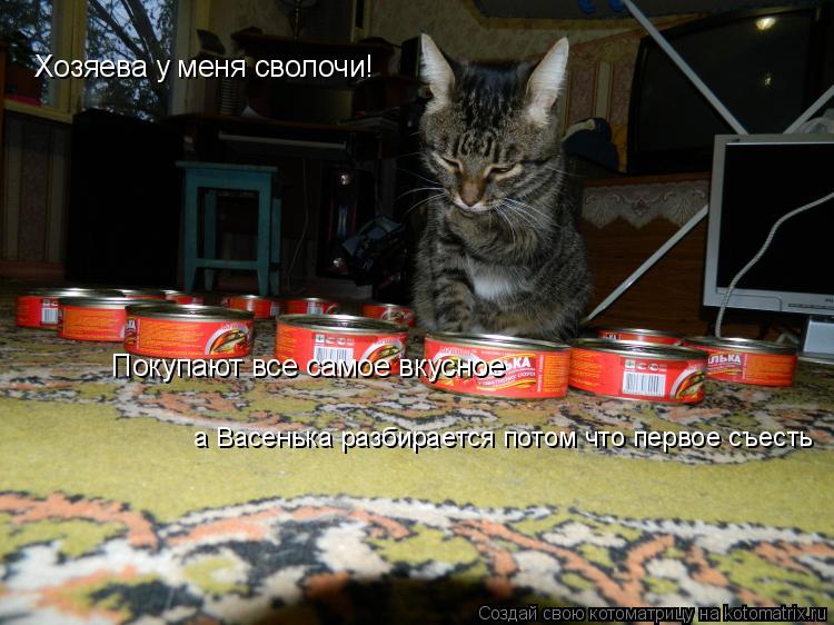 Хозяева у меня сволочи! Покупают все самое вкусное а Васенька разбирается потом что первое съесть... Котоматрица: Хозяева у меня сволочи! Покупают все самое вкусное а Васенька разбирается потом что первое съесть
