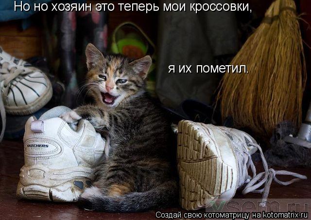 Но но хозяин это теперь мои кроссовки, я их пометил.... Котоматрица: Но но хозяин это теперь мои кроссовки, я их пометил.