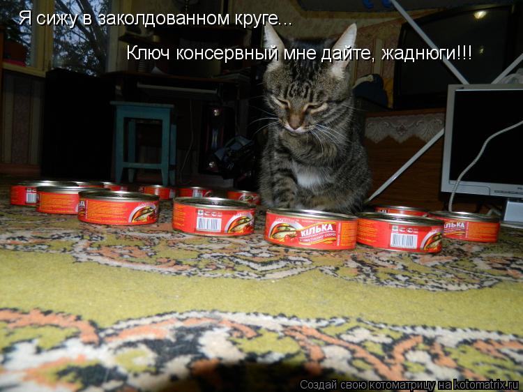 Я сижу в заколдованном круге... Ключ консервный мне дайте, жаднюги!!!... Котоматрица: Я сижу в заколдованном круге... Ключ консервный мне дайте, жаднюги!!!