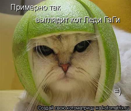 Примерно так выглядит кот Леди ГаГи =)... Котоматрица: Примерно так выглядит кот Леди ГаГи =)