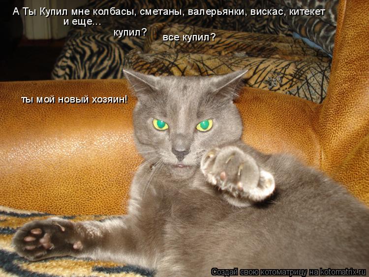 А Ты Купил мне колбасы, сметаны, валерьянки, вискас, китекет и еще... купил? ты мой новый хозяин! вс... Котоматрица: А Ты Купил мне колбасы, сметаны, валерьянки, вискас, китекет и еще... купил? ты мой новый хозяин! все купил?