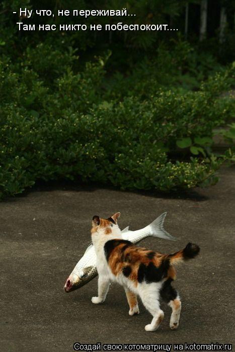 - Ну что, не переживай... Там нас никто не побеспокоит....... Котоматрица: - Ну что, не переживай... Там нас никто не побеспокоит....