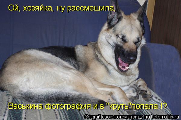 Ой, хозяйка, ну рассмешила, Васькина фотография и в "круть"попала !?... Котоматрица: Ой, хозяйка, ну рассмешила, Васькина фотография и в "круть"попала !?