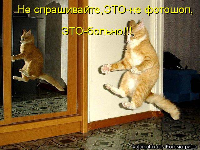 ЭТО-больно!!! Не спрашивайте,ЭТО-не фотошоп,... Котоматрица: ЭТО-больно!!! Не спрашивайте,ЭТО-не фотошоп,
